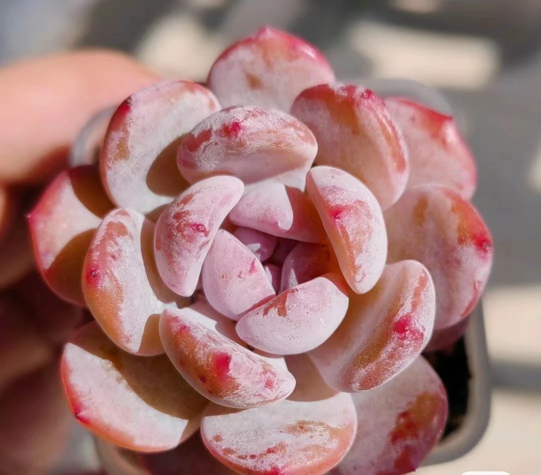 满25元包邮雪橙多肉（以直播间展示为准）