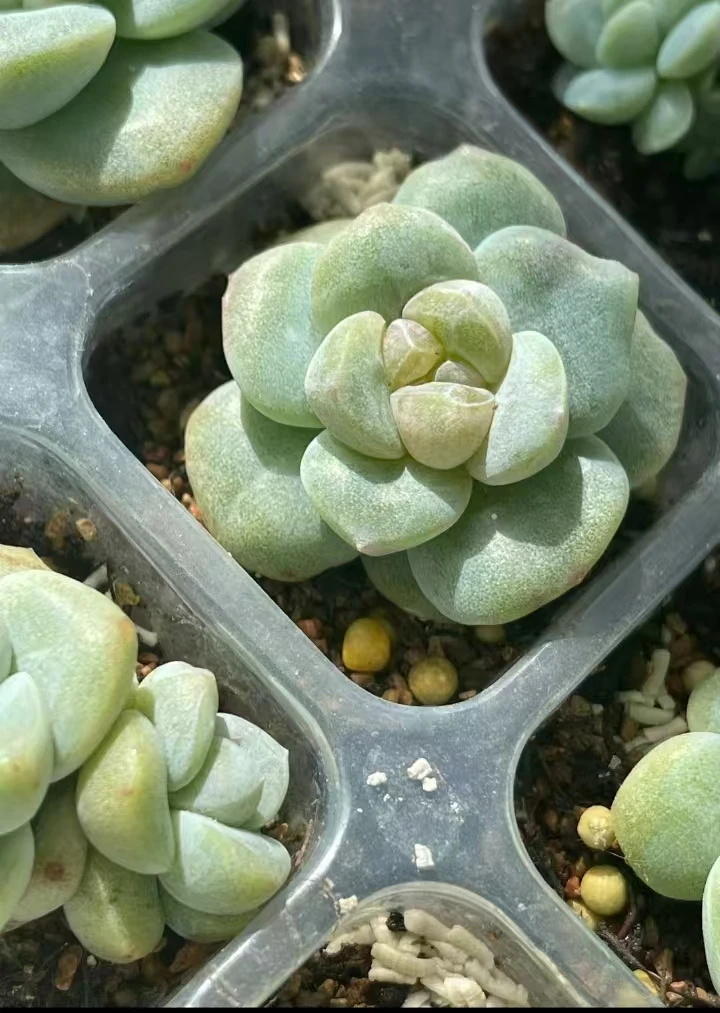 糯米冰玉土球5颗  满18包邮（以直播间展示为准）