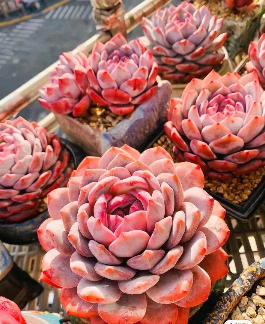 满18元包邮精美多肉  母猪红橙群（以直播间展示为准）