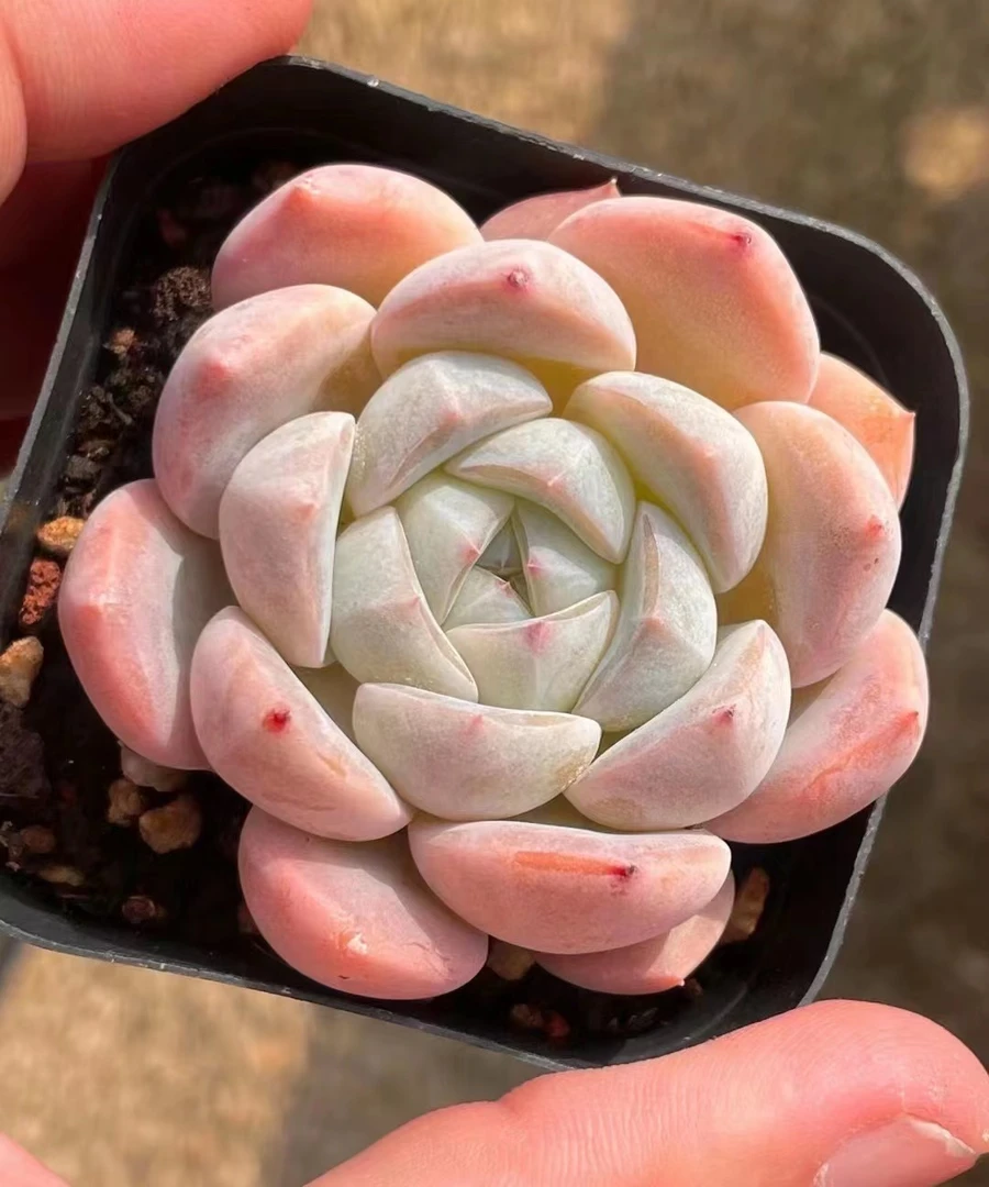 满18元包邮精美多肉星星珍妮混发（以直播间展示为准）