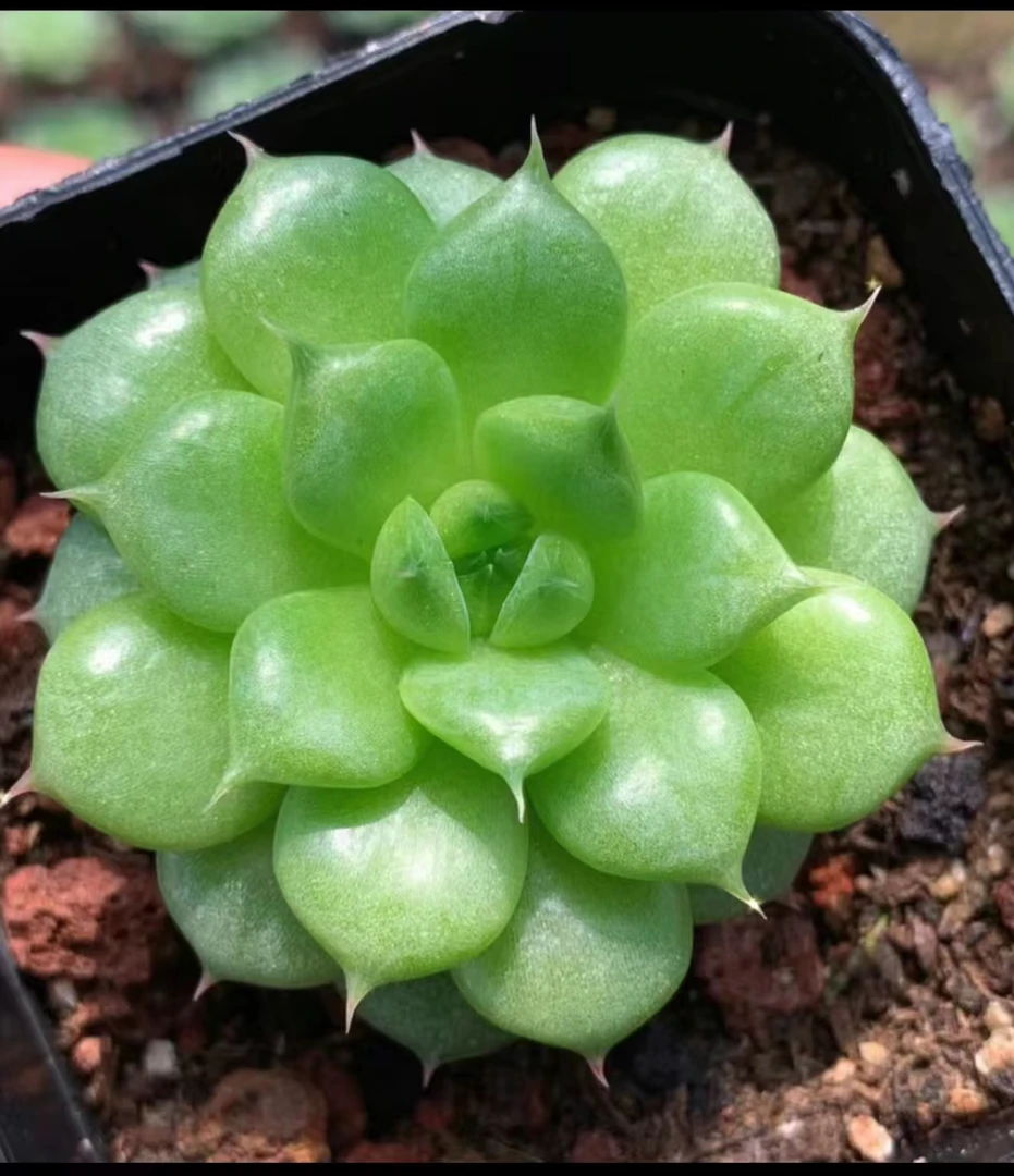 满18元包邮精美多肉 绿水鬼口径（以直播间展示为准）