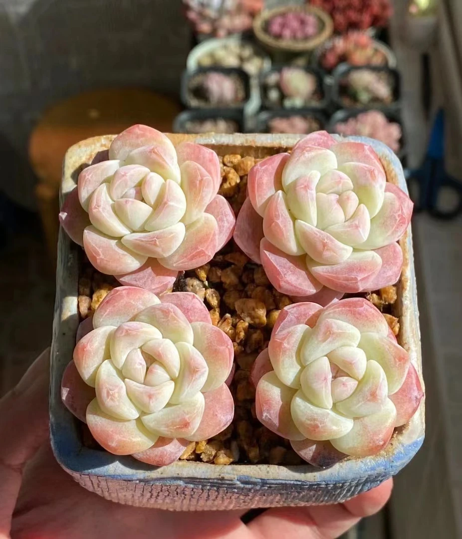 满18元包邮精美多肉彩虹冰玉群2颗（以直播间展示为准）