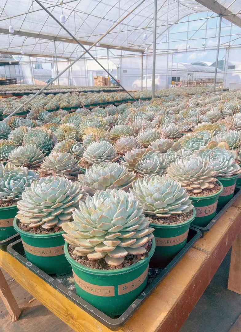 满18元包邮精美多肉 福利大橙子混发1颗（以直播间展示为准）