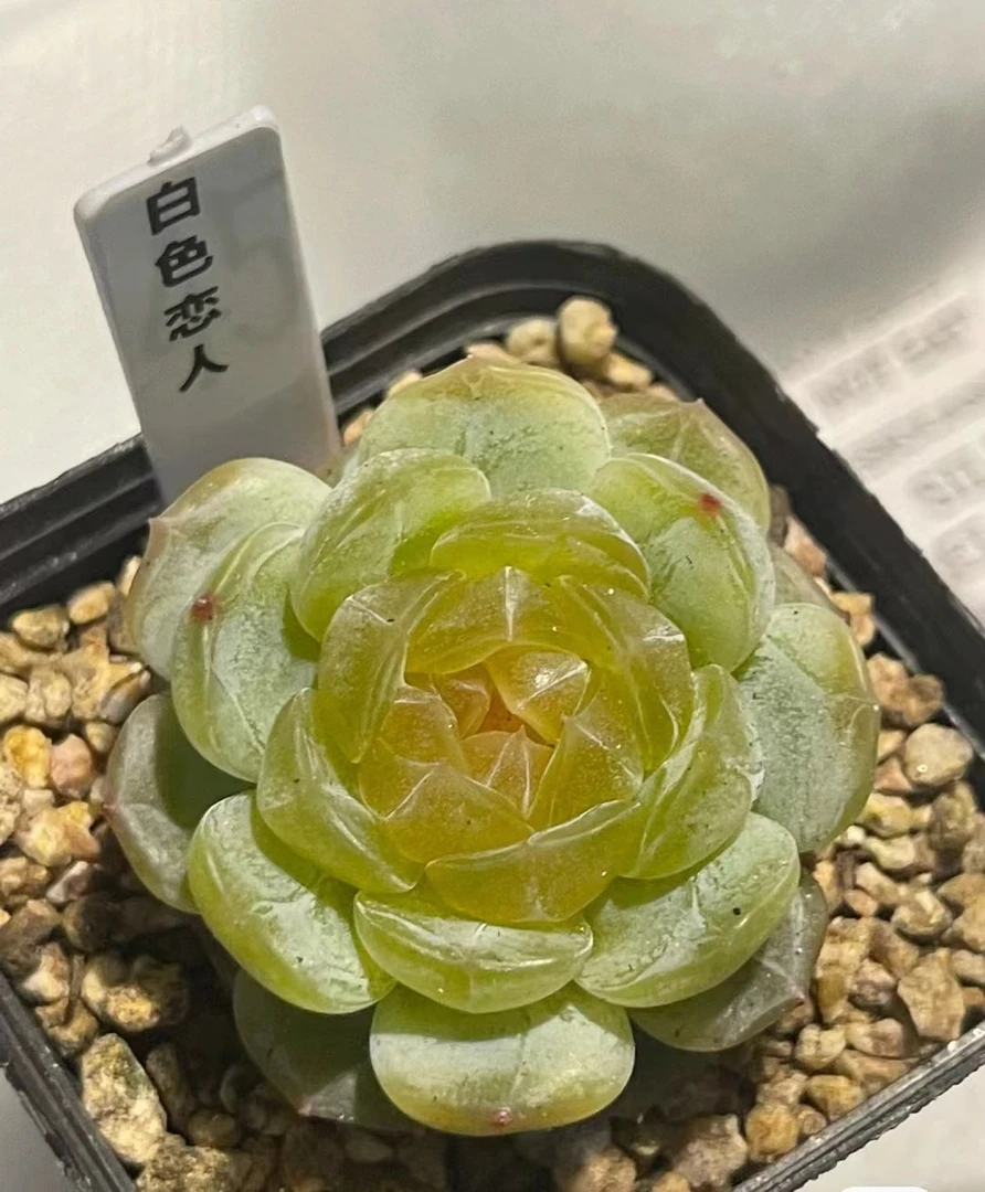 满18元包邮白恋多肉（以直播间展示为准）