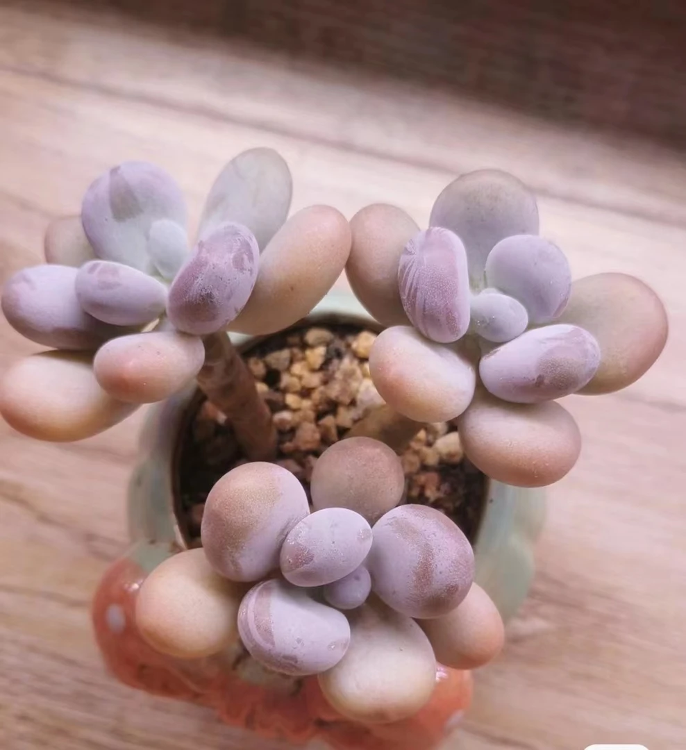 满18元包邮精美多肉老庄粉奶酪穴盘5颗（以直播间展示为准）