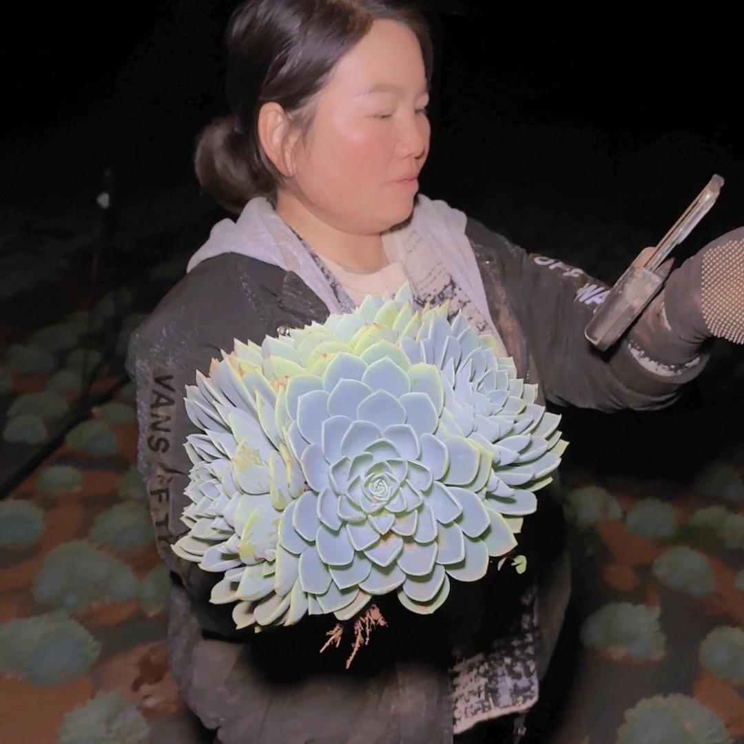 地栽三色锦多肉1颗