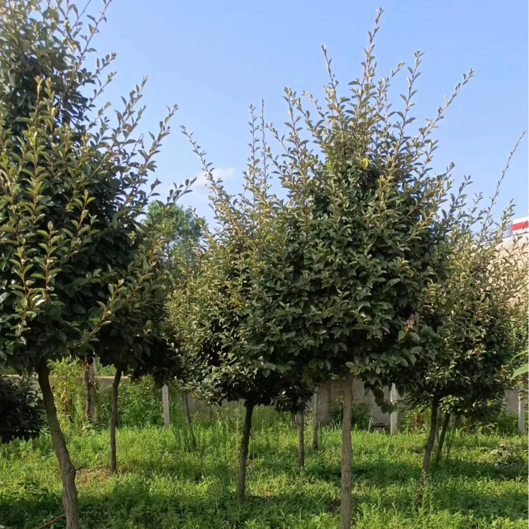 造型、绿化胡颓子树石岛树哥盆景园