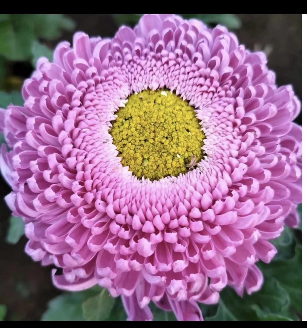 九月大花菊《洹水映月》《幼苗不带花苞》土球发货，颜色清新