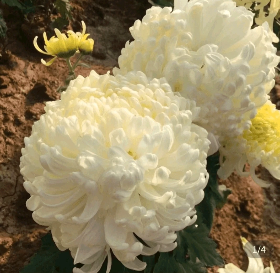 《国花太宝》菊花大苗，带花苞发货，开花真心漂亮