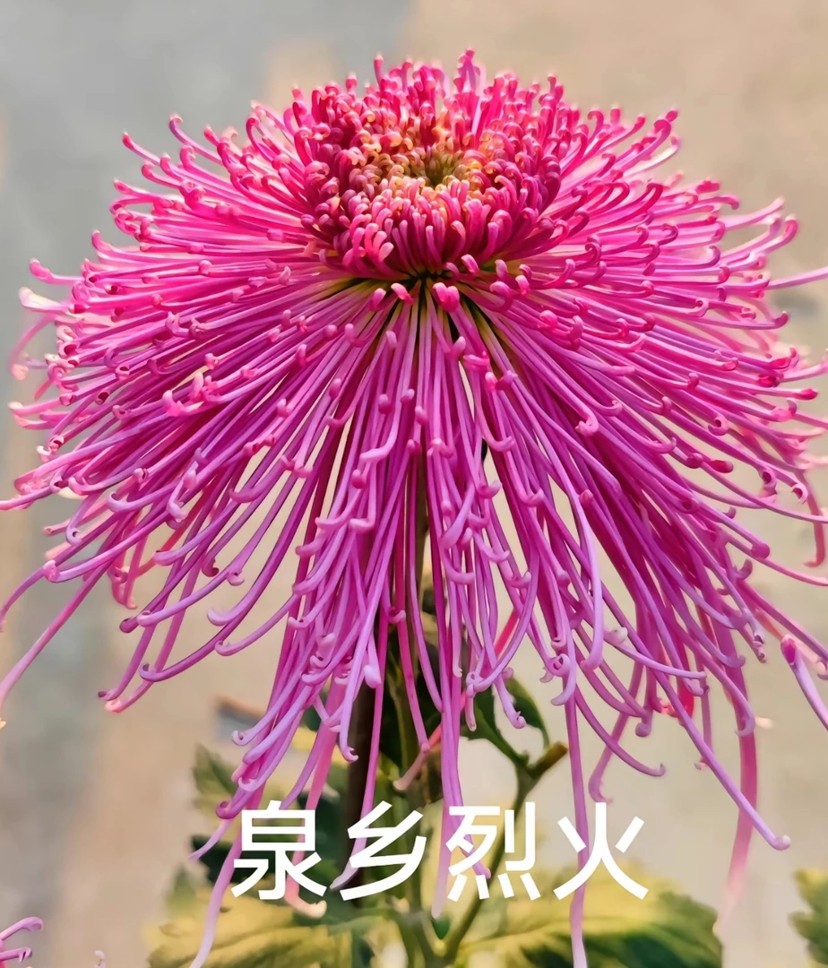 九月大花菊《泉香烈火》《大苗不带花苞》土球发货，拖丝大菊