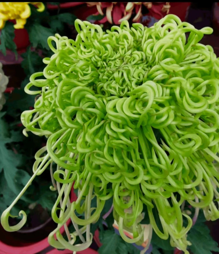 九月大菊《盘龙碧玉》《大苗》土球发货 好品种 拖丝大菊