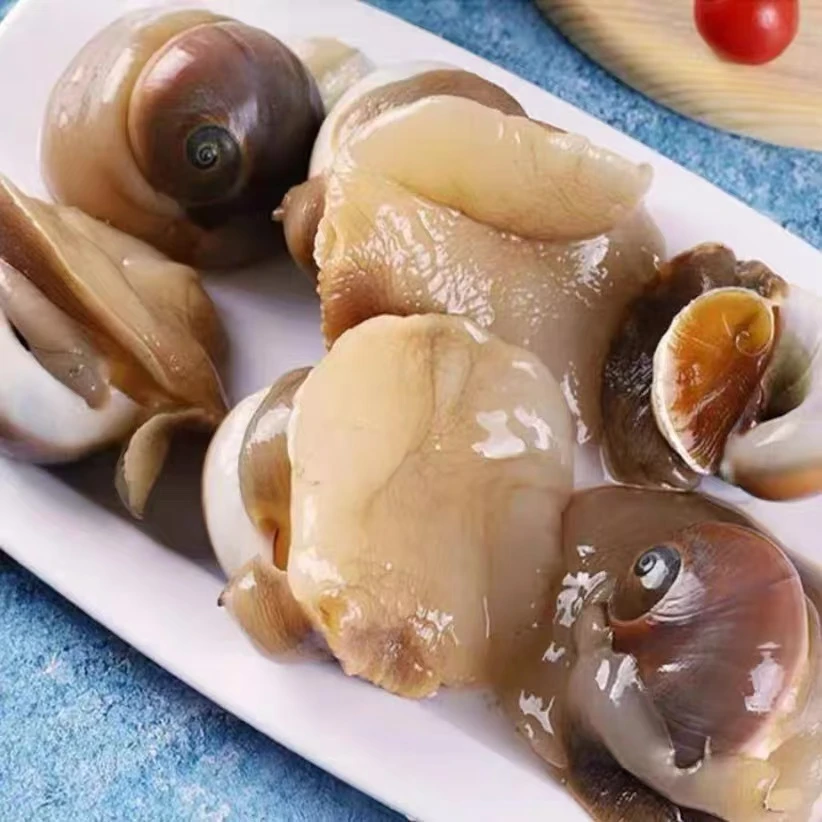 新鲜海捕猫眼螺 鲜活发货 保鲜保肥不包活 今天下单加送一斤