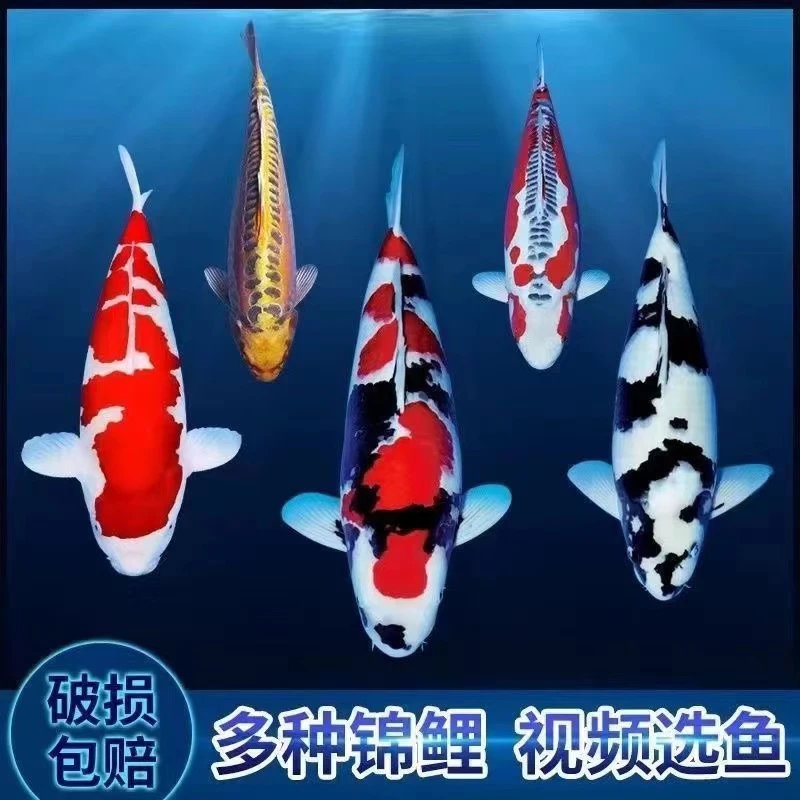 锦鲤观赏鱼淡水鱼红白三色黄金火鲤活体精品鱼