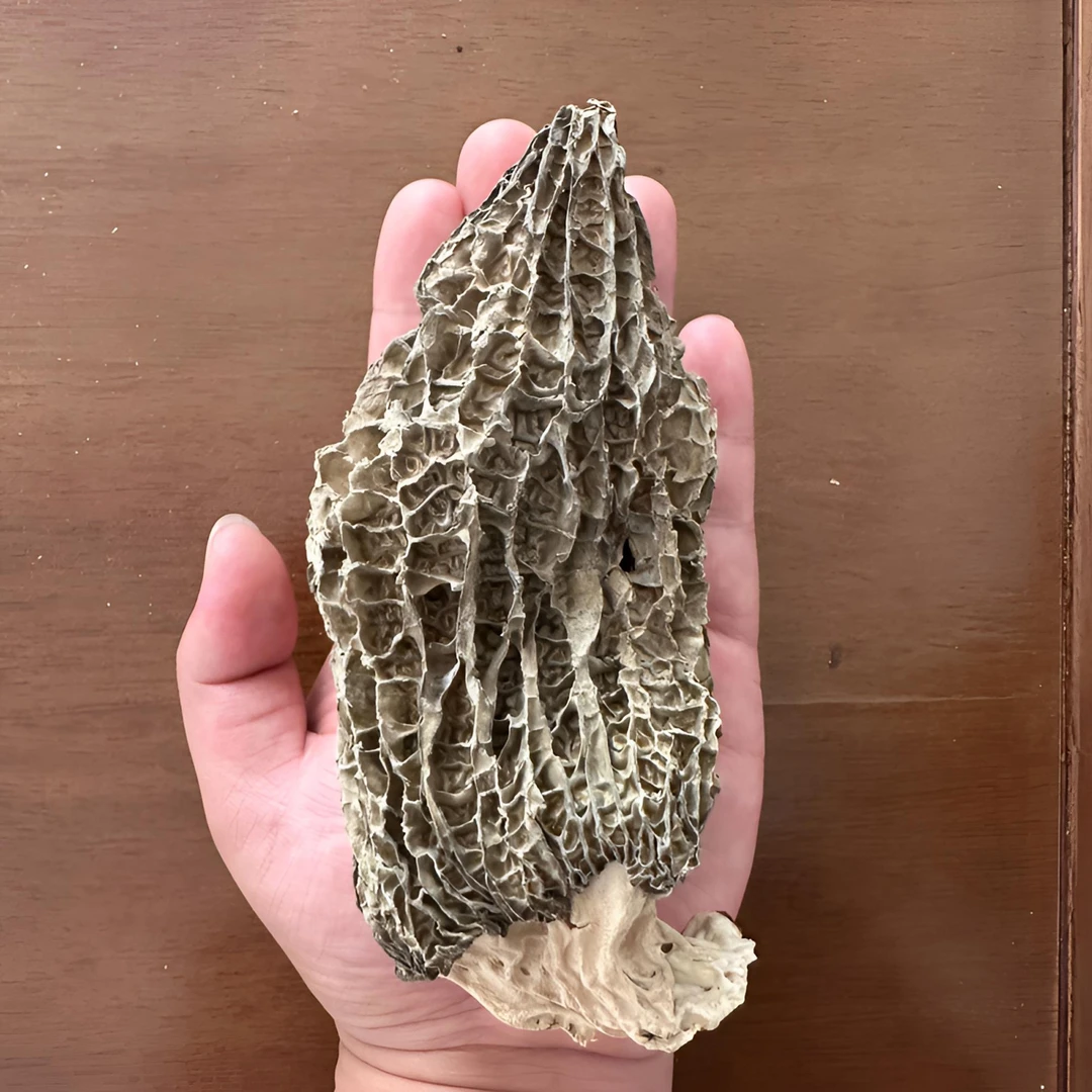 巨无霸黑脉羊肚菌 见货下单 云南土特产山货羊肚菌食用营养品