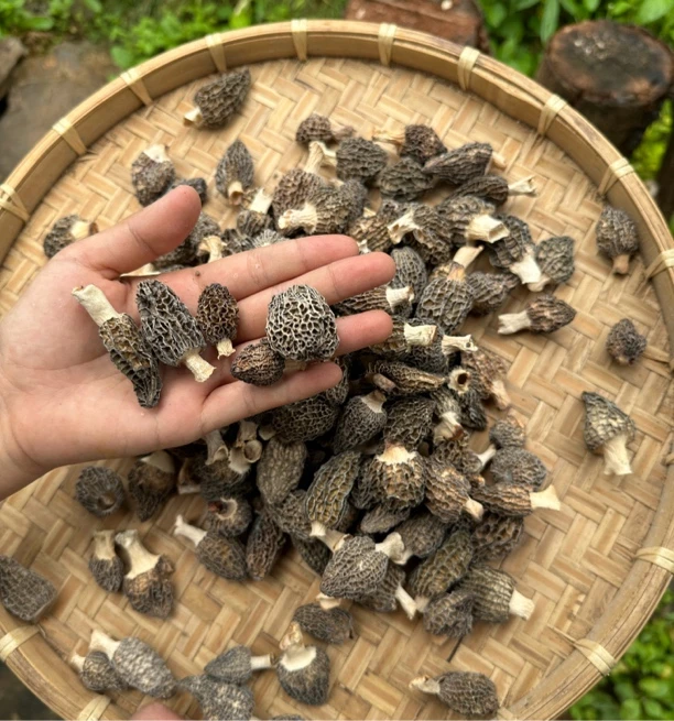 云南小高山高海拔羊肚菌  营养美味 煲汤