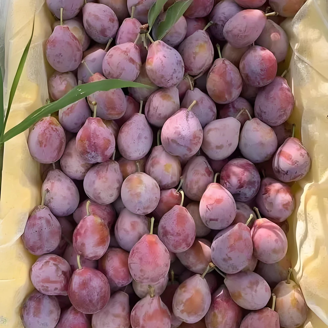 【金狐狸西梅】正宗法兰西西梅肉厚核小鲜甜多汁新鲜应季水果包邮