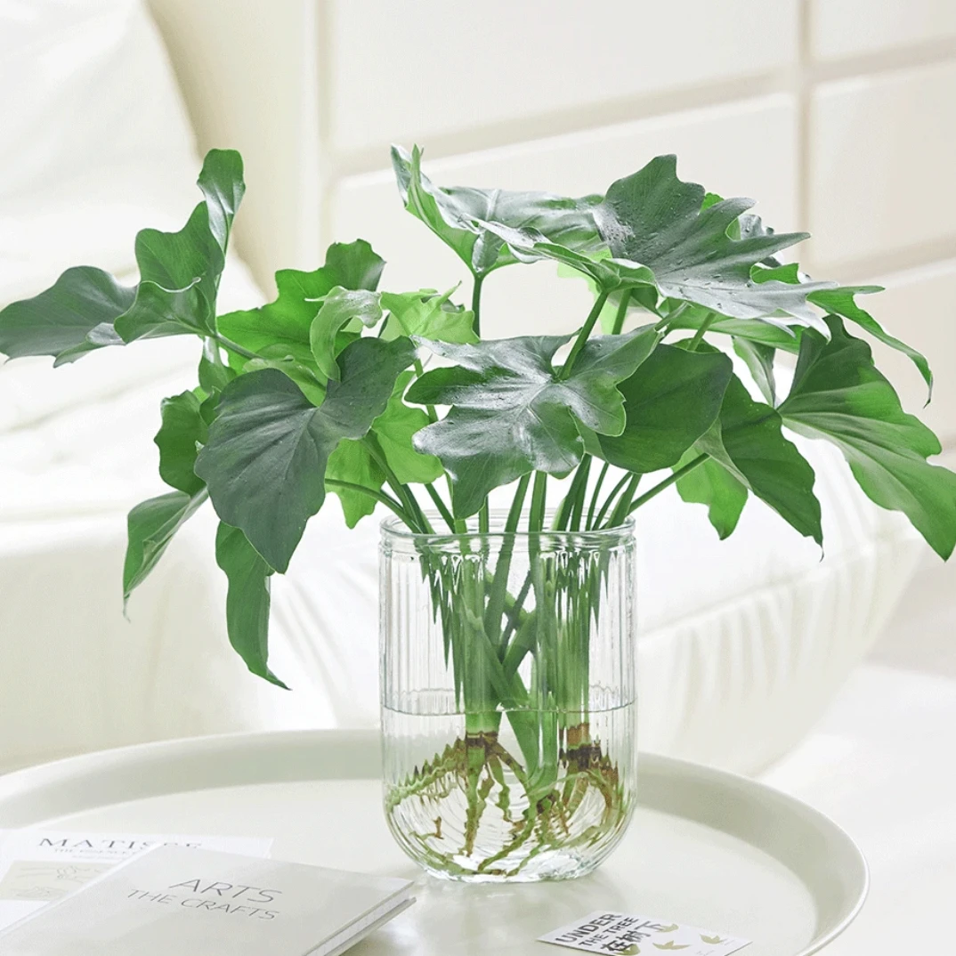 佳琦绿植U型瓶春羽水培绿植办公室内客厅桌面摆设盆栽花卉植物