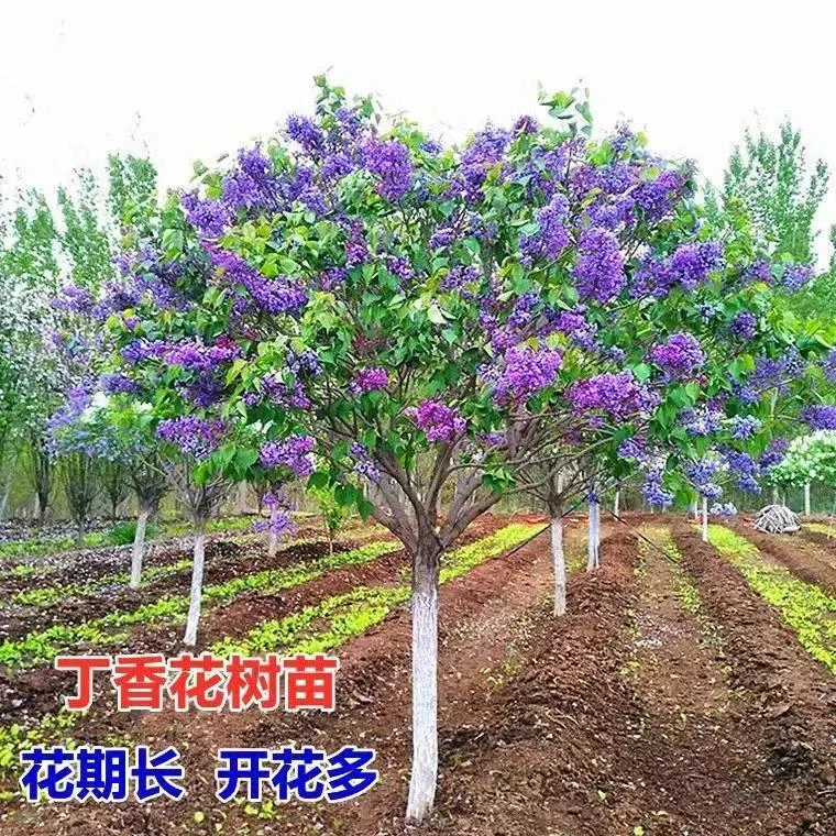 看花苗直播间一物一拍链接绿化庭院苗木海棠丁香玉兰腊梅红枫