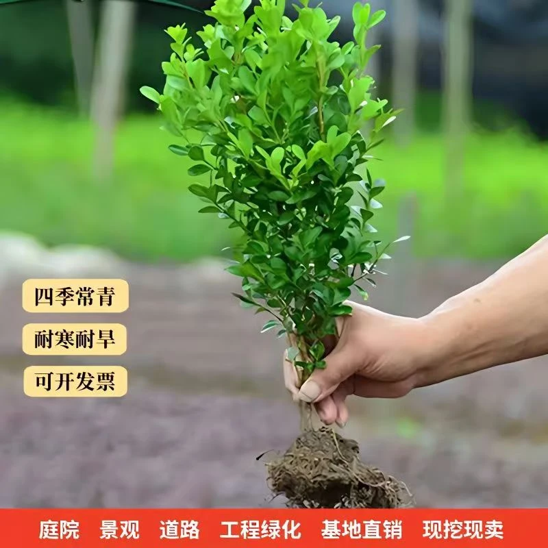 瓜子黄杨苗黄杨球独杆黄杨树苗黄杨矮四季常青耐阴常绿庭院绿篱