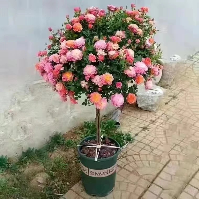 躲躲藏藏月季花棒棒糖微月四季开花易活好养室内外耐寒耐旱浓香型