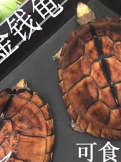 直播间活体瑕疵乌龟大龟包活到家不包养殖风险生态乌龟