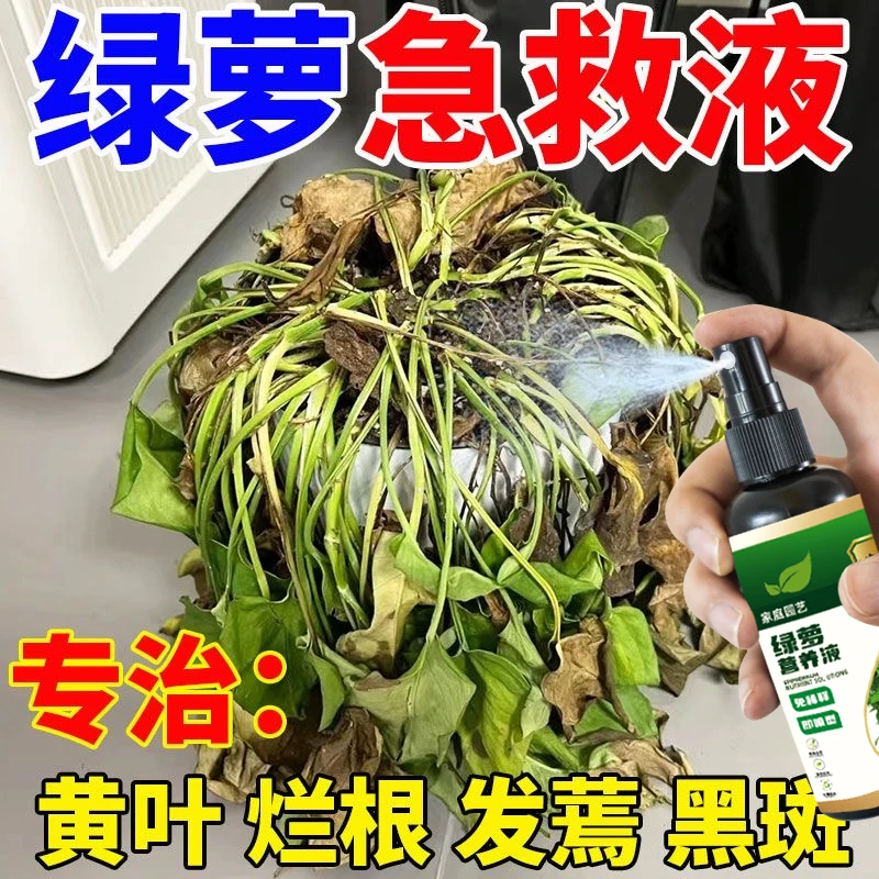 【绿萝急救】绿萝营养液植物专用叶子发黄烂根一喷翠绿有机液体肥