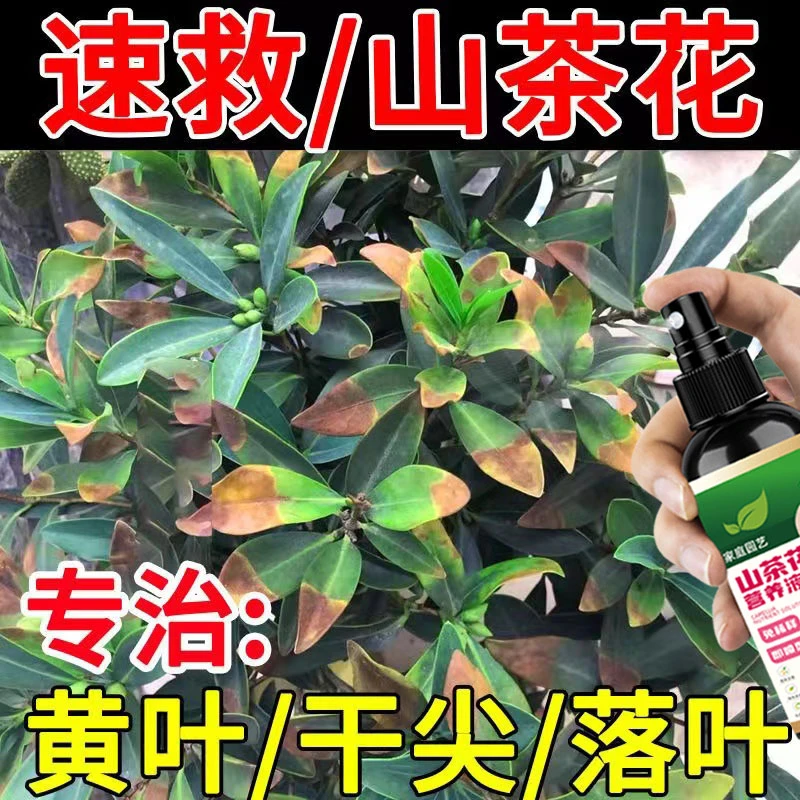 【一喷好】山茶花专用肥茶花营养液防黄叶落蕾干尖催花促花叶面肥