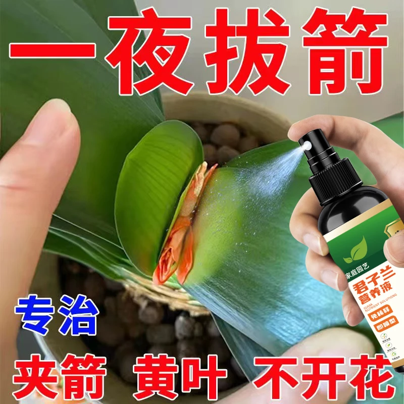 【花期长】君子兰用肥营养液快速开花促箭剂防止夹箭黄叶养花生长