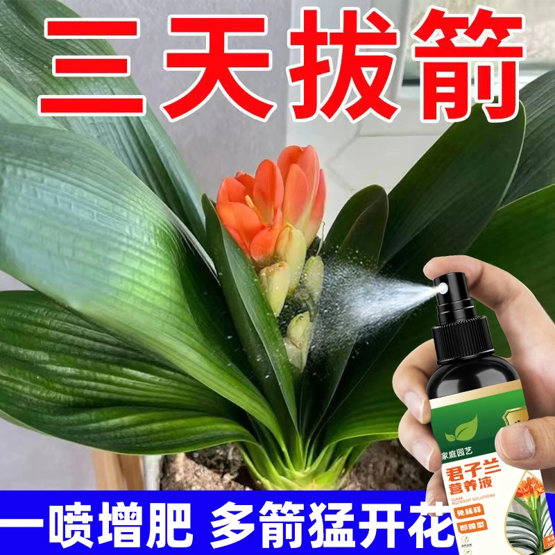 【出箭快】君子兰营养液快速开花促箭催箭防夹箭不开花烂根营养剂