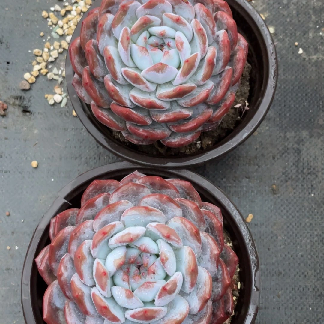 土****瓜额v哦肉植物多肉植物