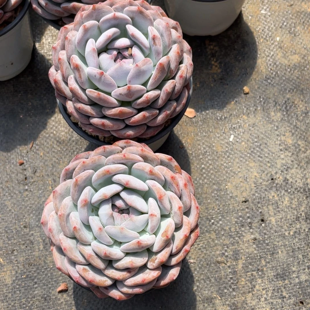 9****6多肉植物多肉植物