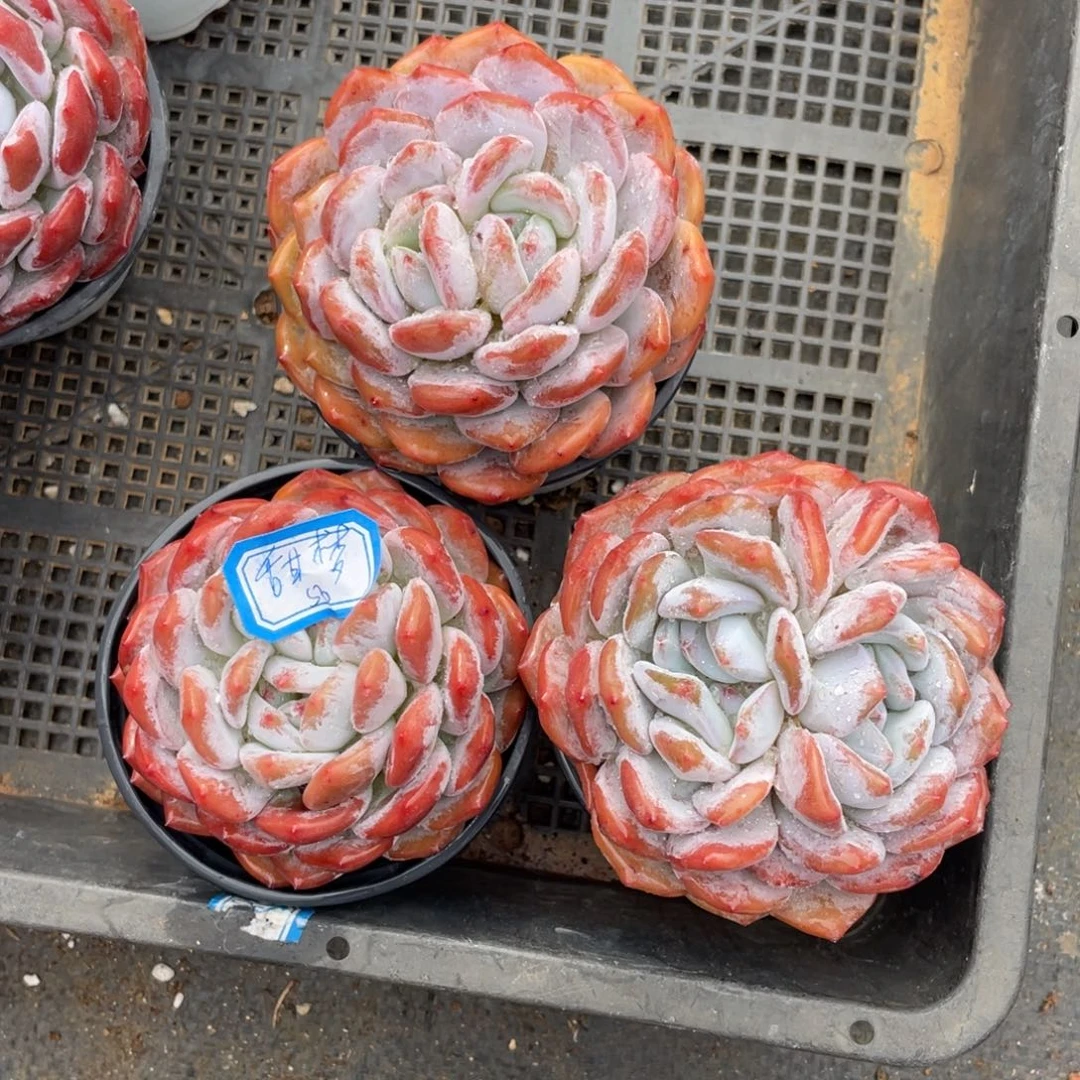 甜*多肉植物多肉植物