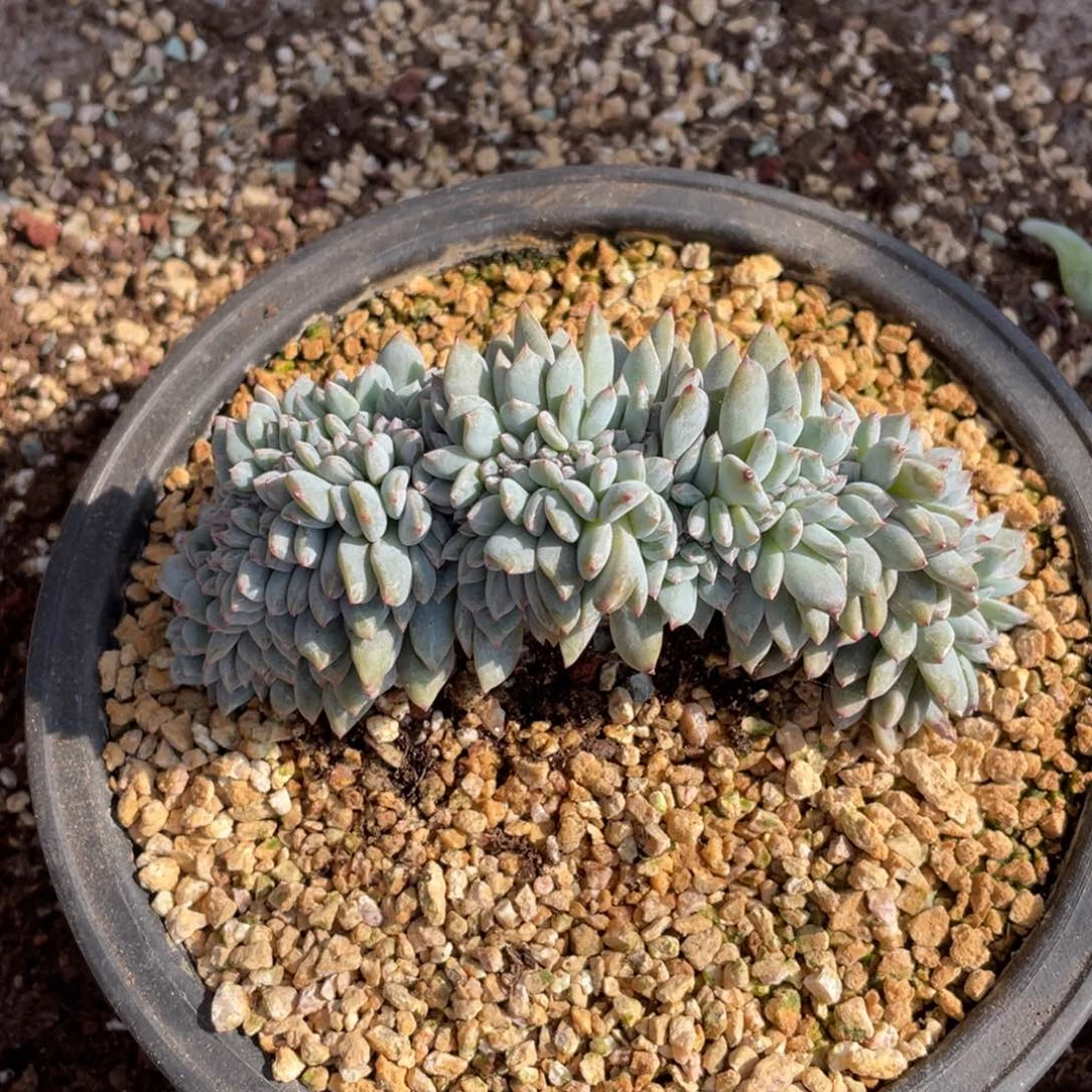 ╰****ξ多肉植物多肉植物