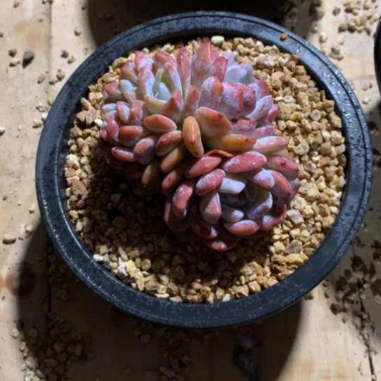 玥**艺多肉植物多肉植物