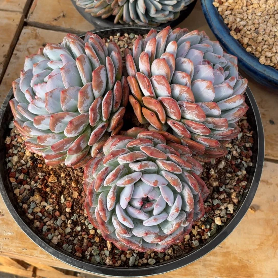 就*多肉植物多肉植物
