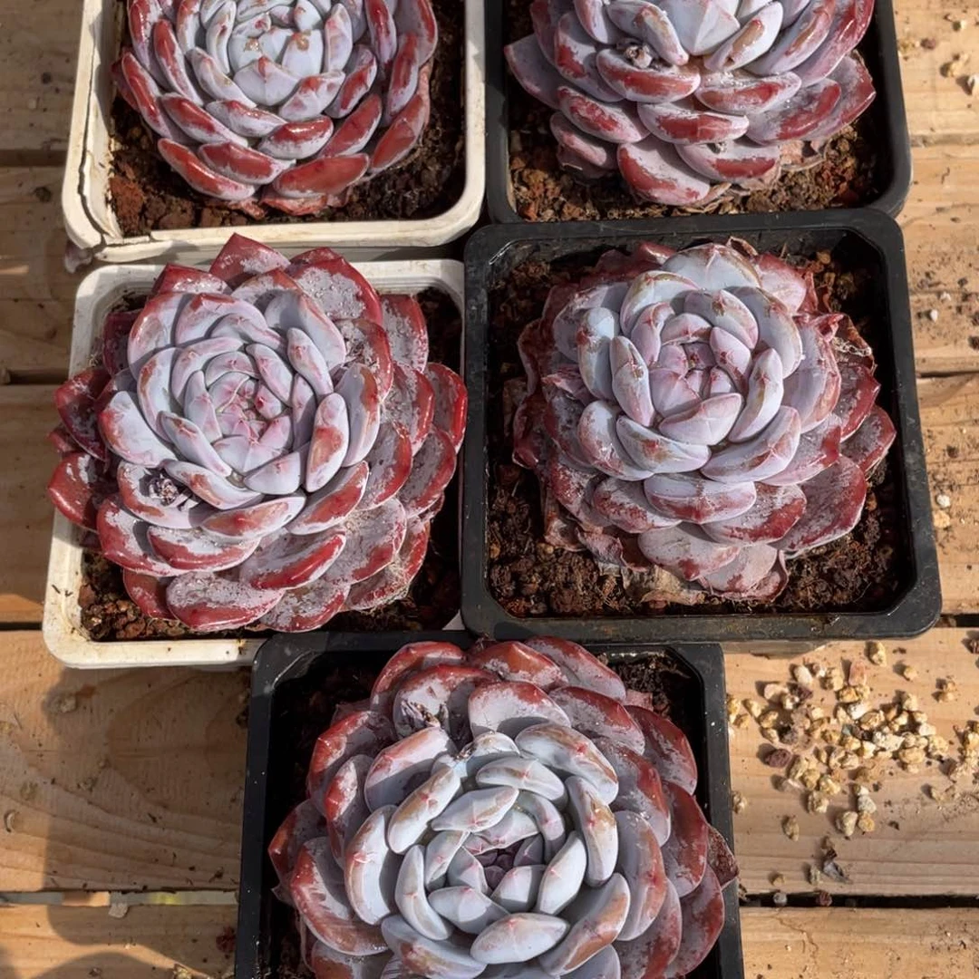 玲*多肉植物多肉植物