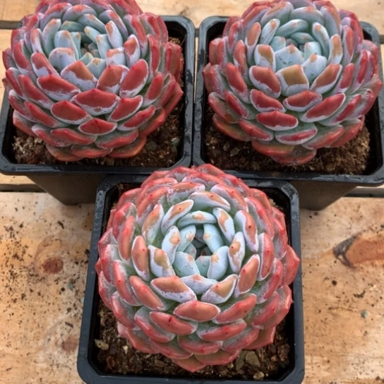 后***花多肉植物多肉植物