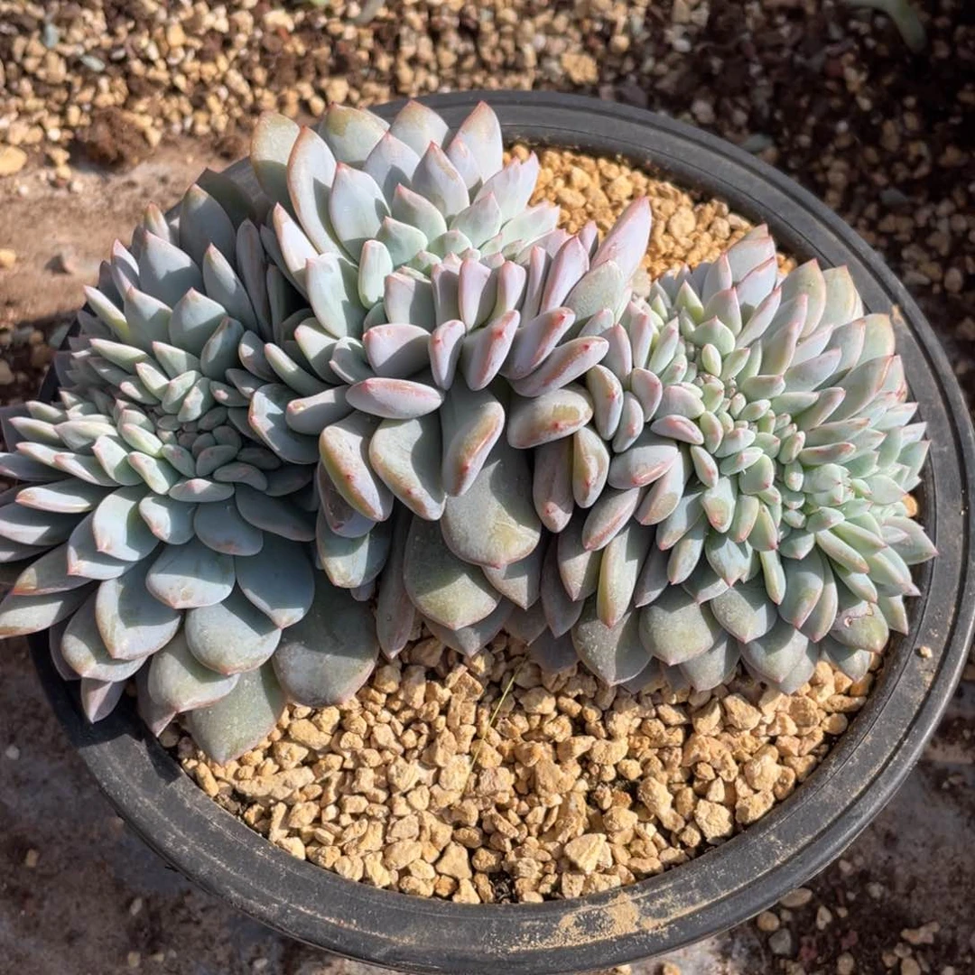 晓****～多肉植物多肉植物