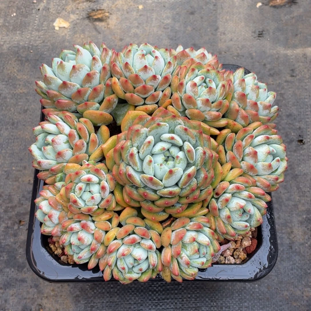 曼***9多肉植物多肉植物
