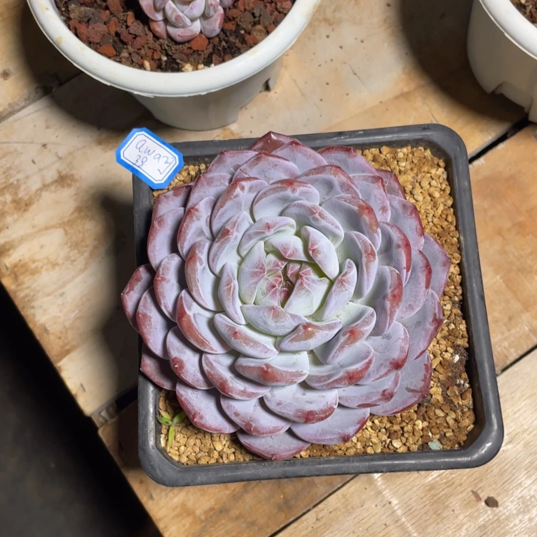 a**y多肉植物多肉植物