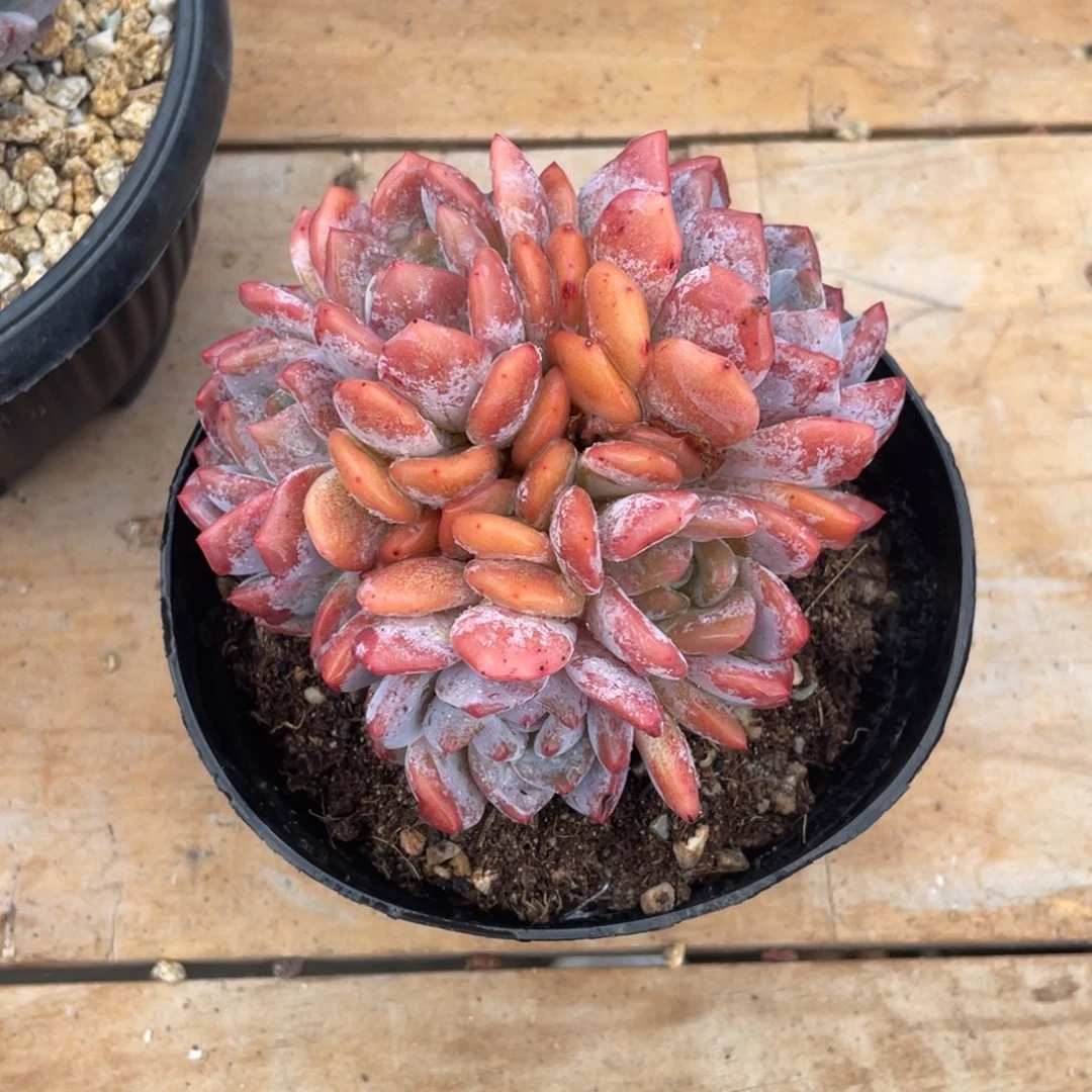 秋**雨多肉植物多肉植物