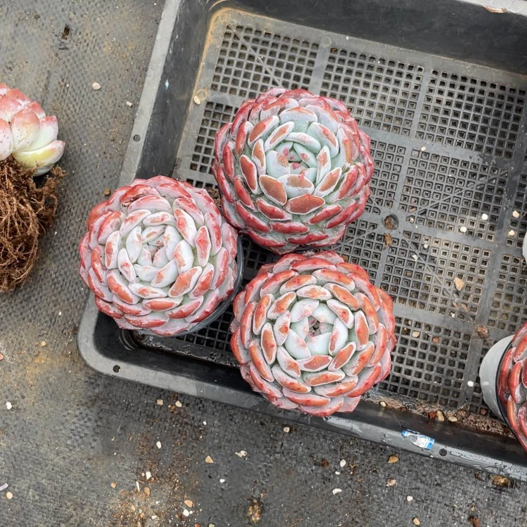 夜*香多肉植物多肉植物