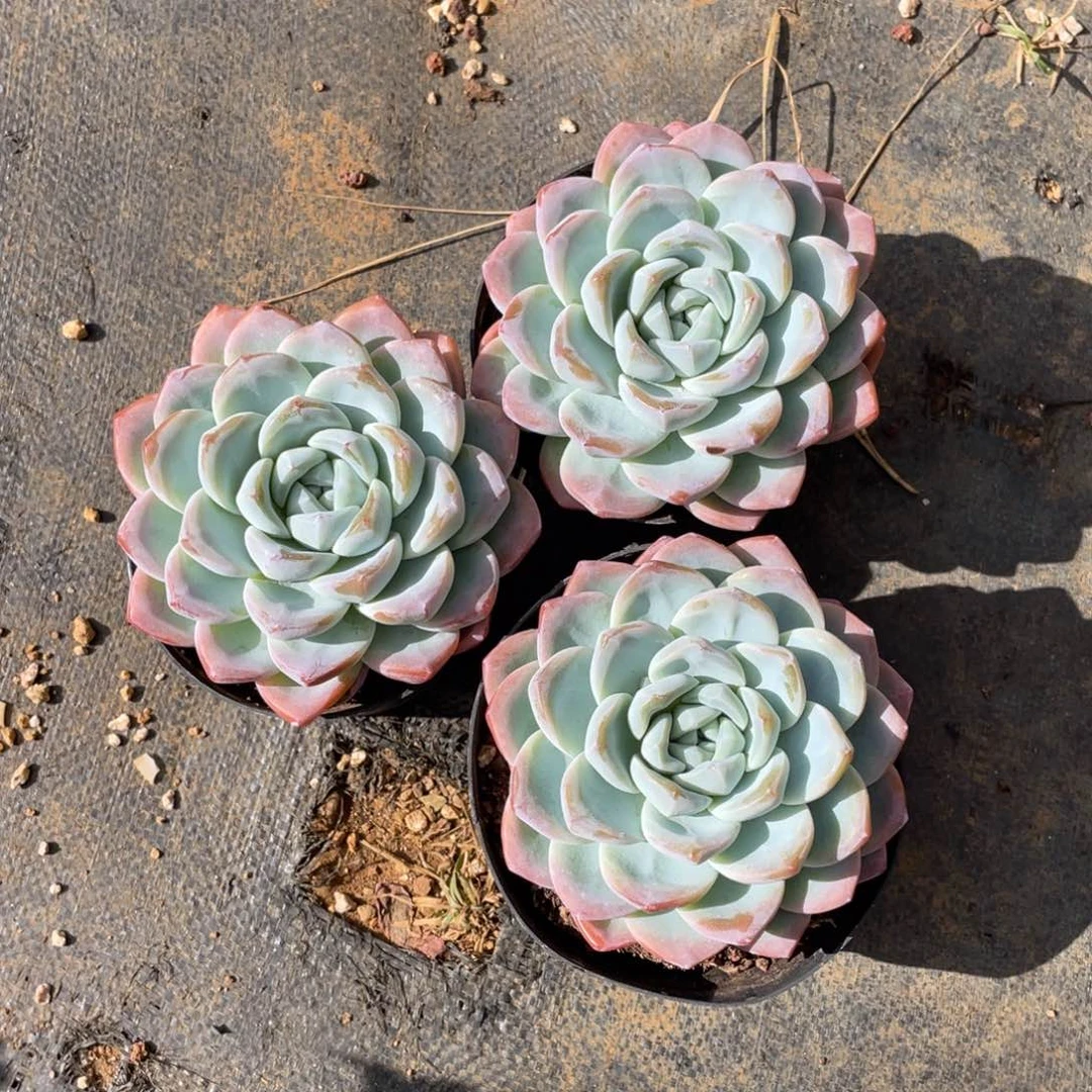 C****）多肉植物多肉植物