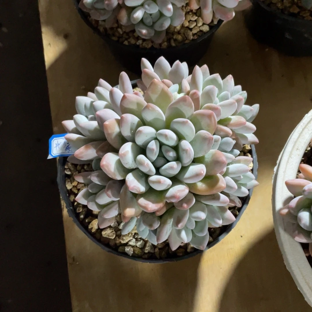 北**暖多肉植物多肉植物