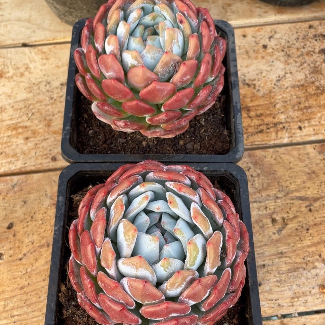 静****8多肉植物多肉植物