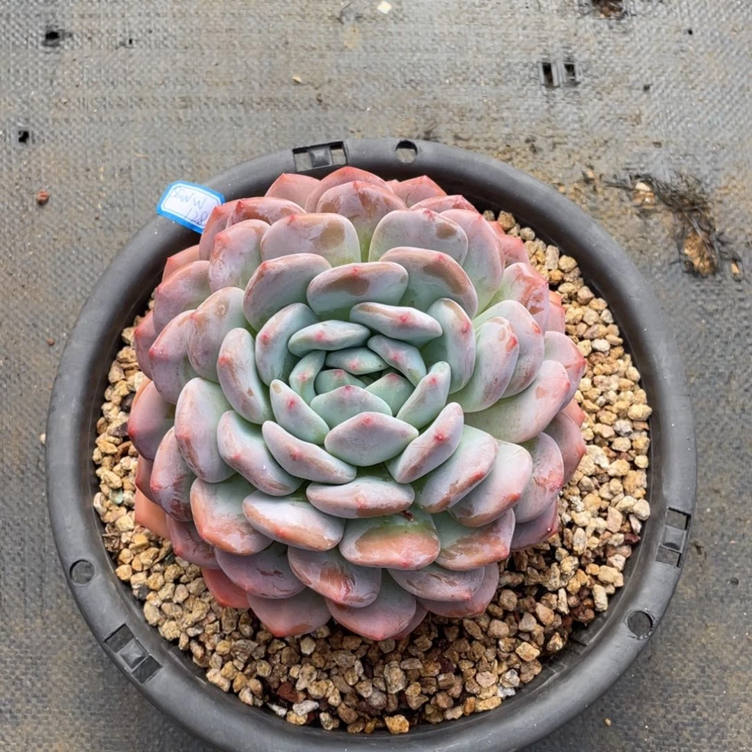 s****p多肉植物多肉植物