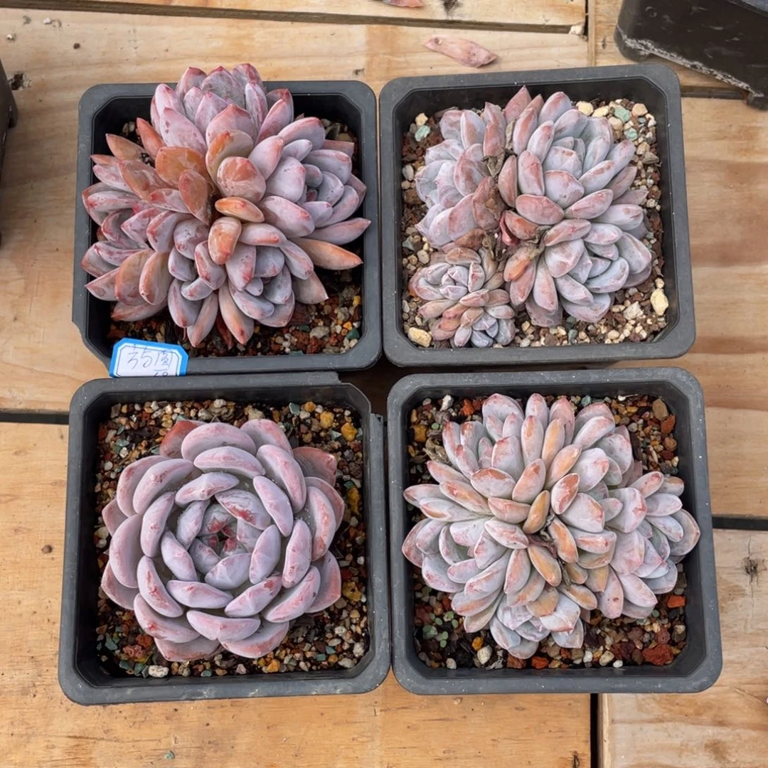 方*圆多肉植物多肉植物