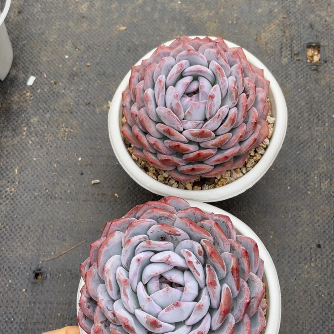 用****娜多肉植物多肉植物