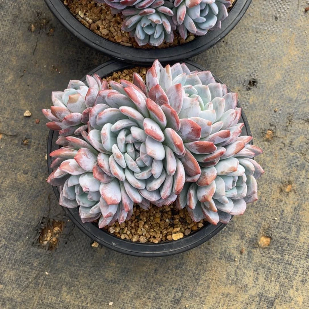 潇***肉多肉植物多肉植物