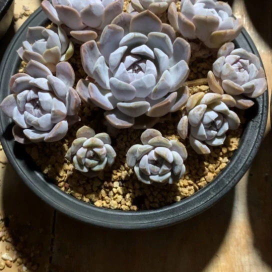 毛*豆多肉植物多肉嘻嘻